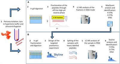 Ethylene Receptors, CTRs and EIN2 Target Protein Identification and Quantification Through Parallel Reaction Monitoring During Tomato Fruit Ripening